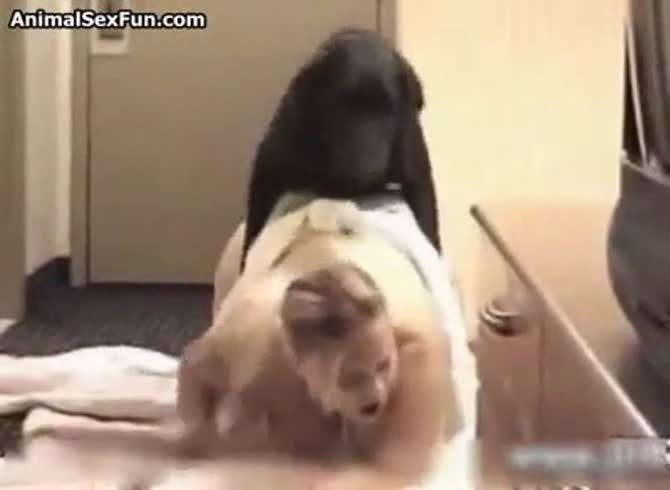 Video :BBW animal sex fun with real animal dildo